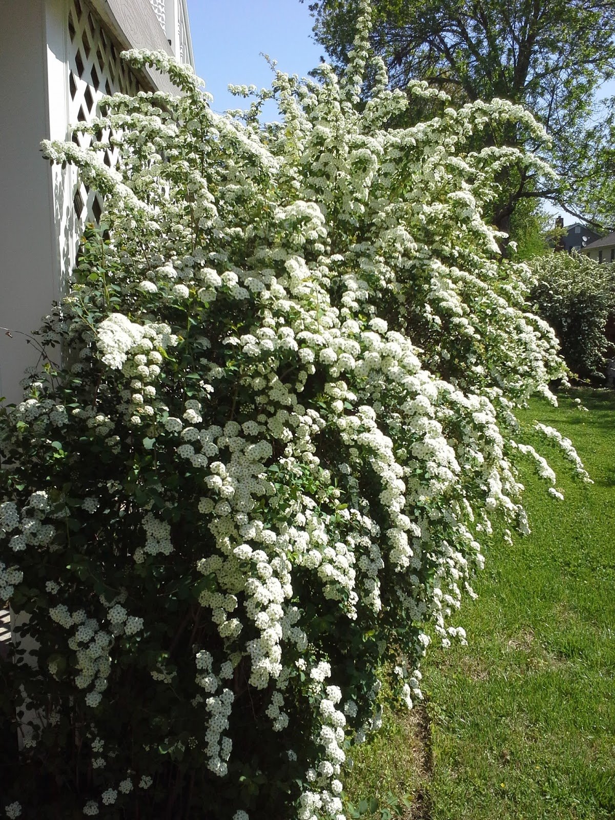 Спирея Форчуна