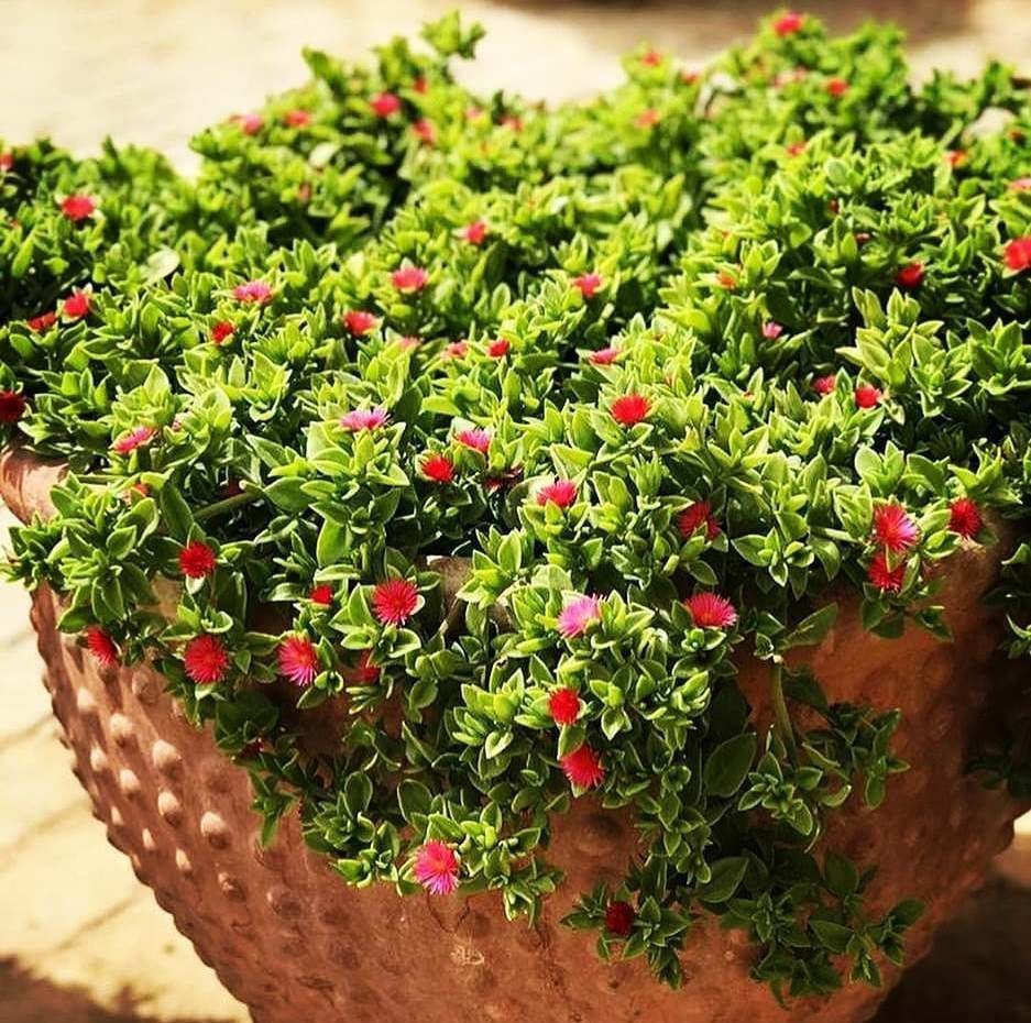 Суккулент аптения