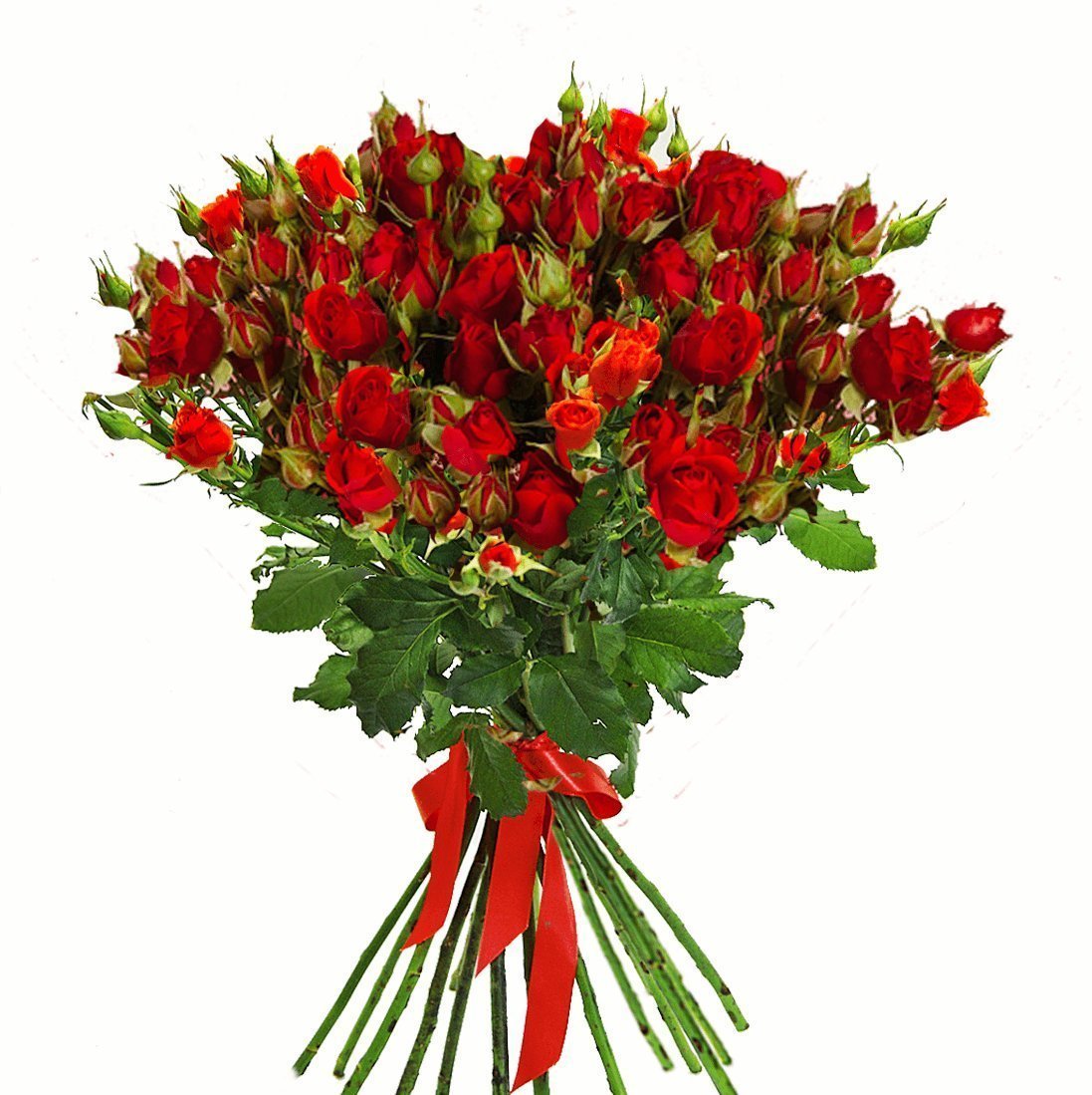 Роза кустовая красная (60 см.)
