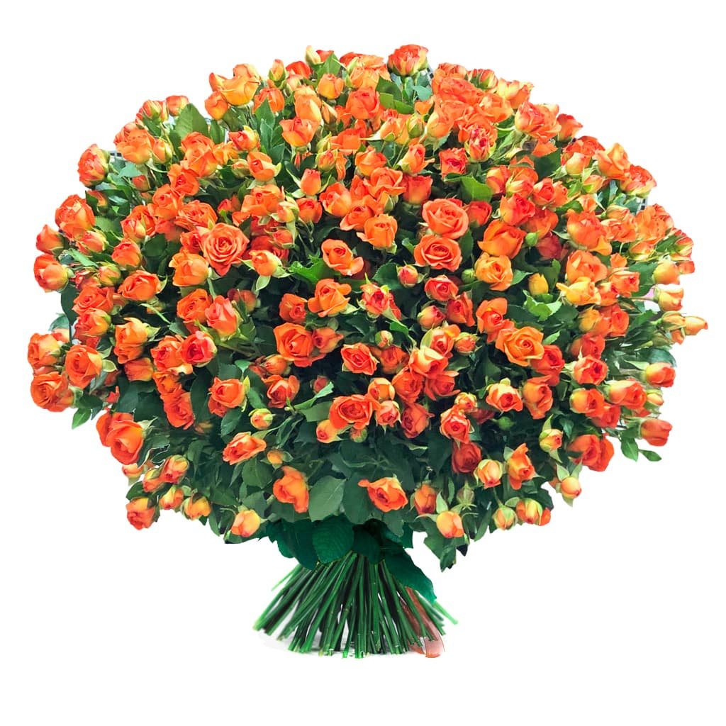 Роза кустовая amata
