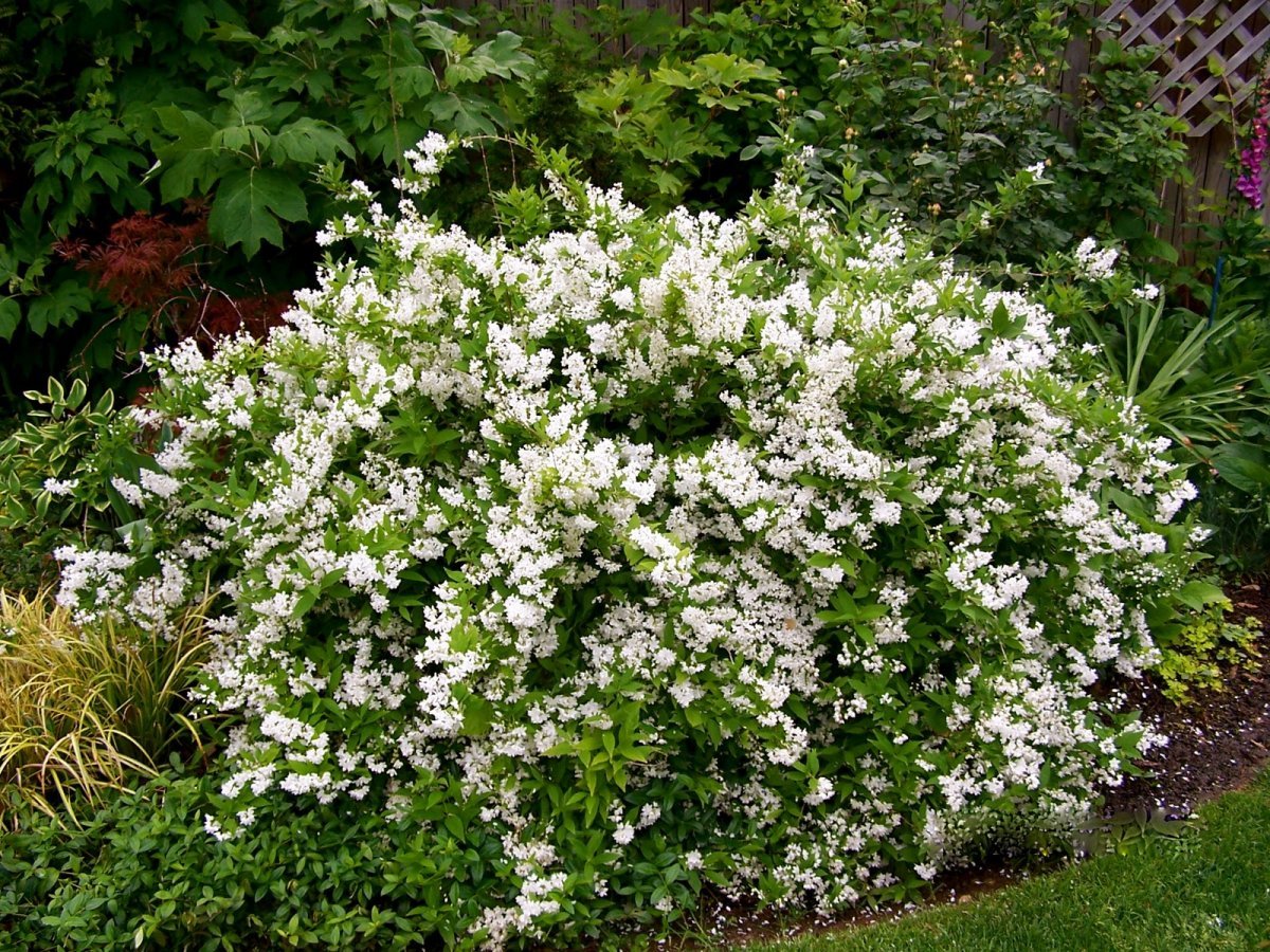 Дейция белоснежная кустарник