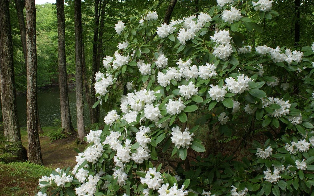 Рододендрон куст