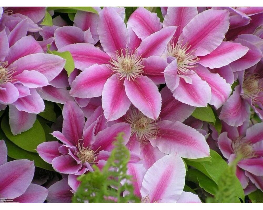 Клематис Pink Beauty