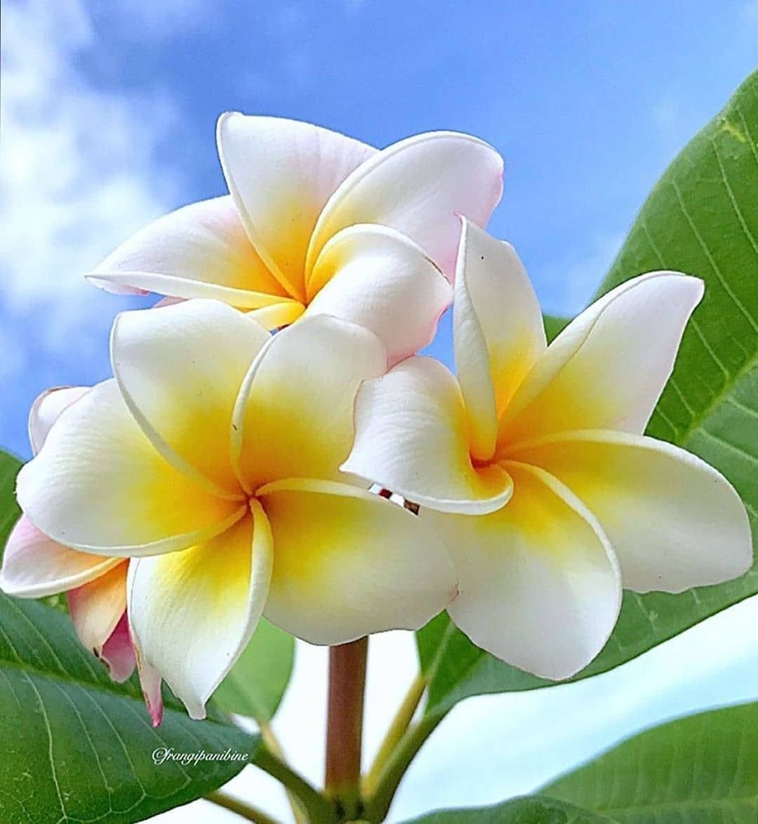 Flowers representing gratitude