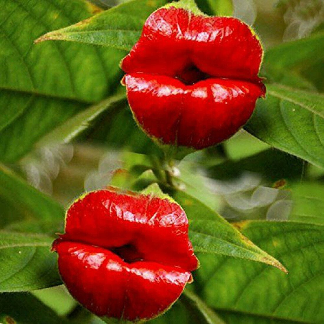 Психотрия rufipes