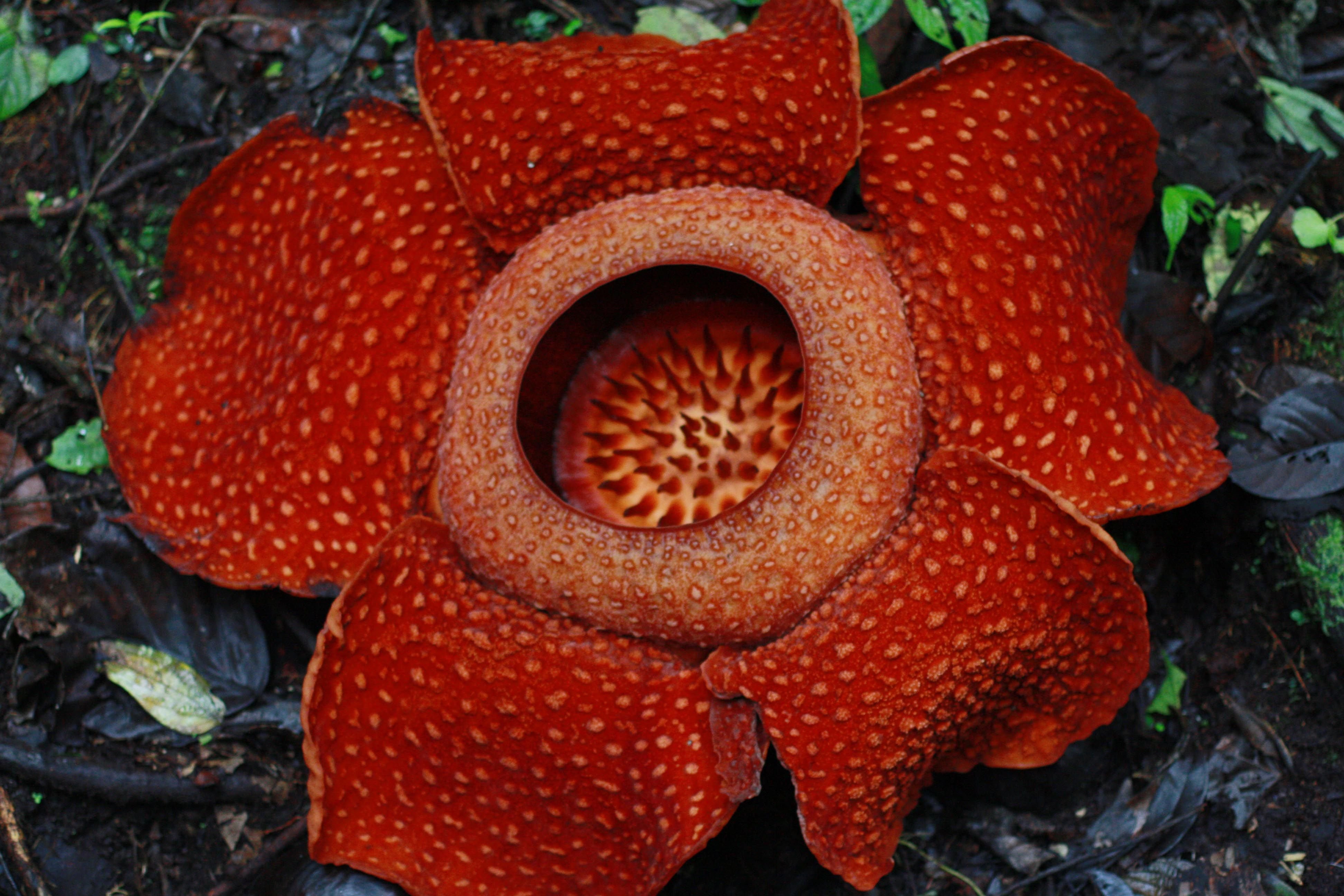 Очень интересные растения в мире. Раффлезия Арнольди. Раффлезия Арнольди цветок. Раффлезия Арнольда (Rafflesia arnoldii). Раффлезия Арнольди самый большой цветок в мире.