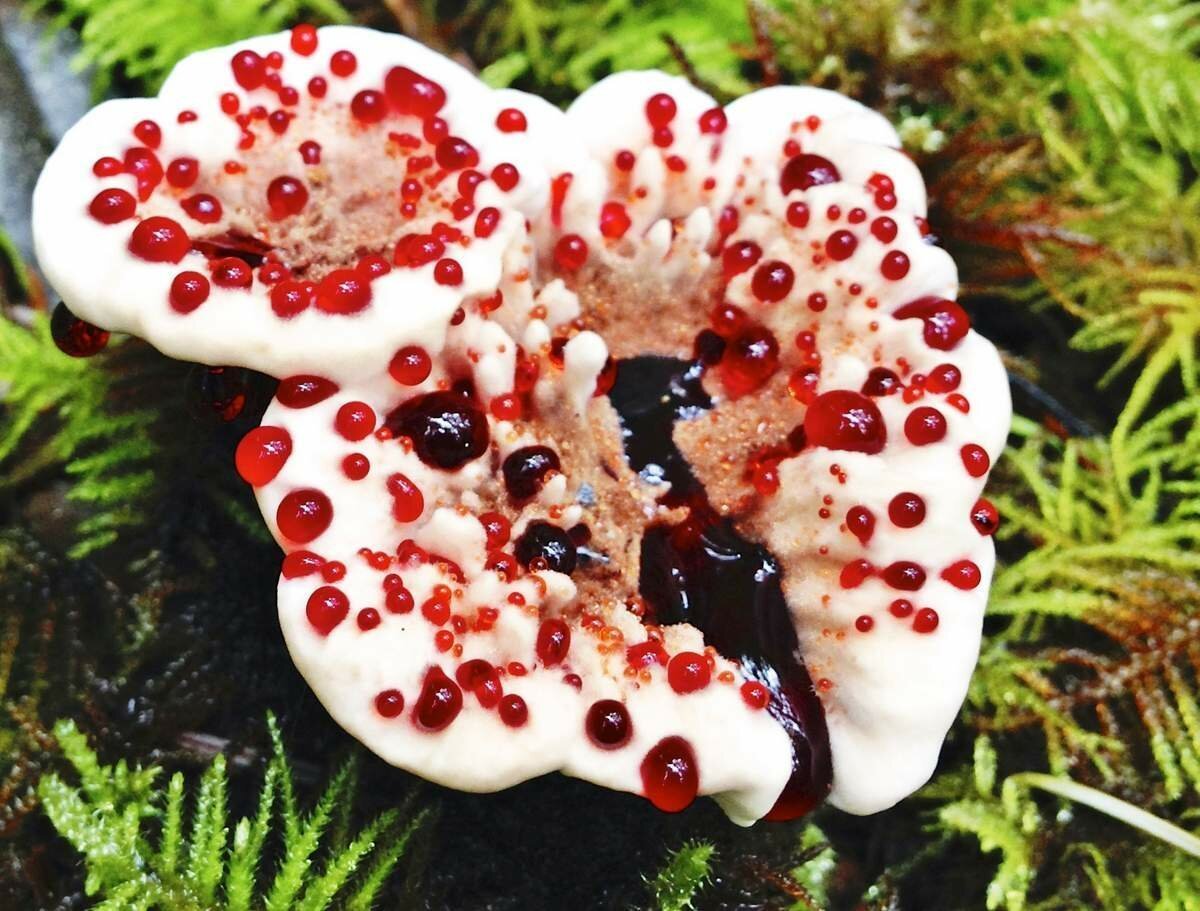 Кровоточащий гриб (Hydnellum peckii)
