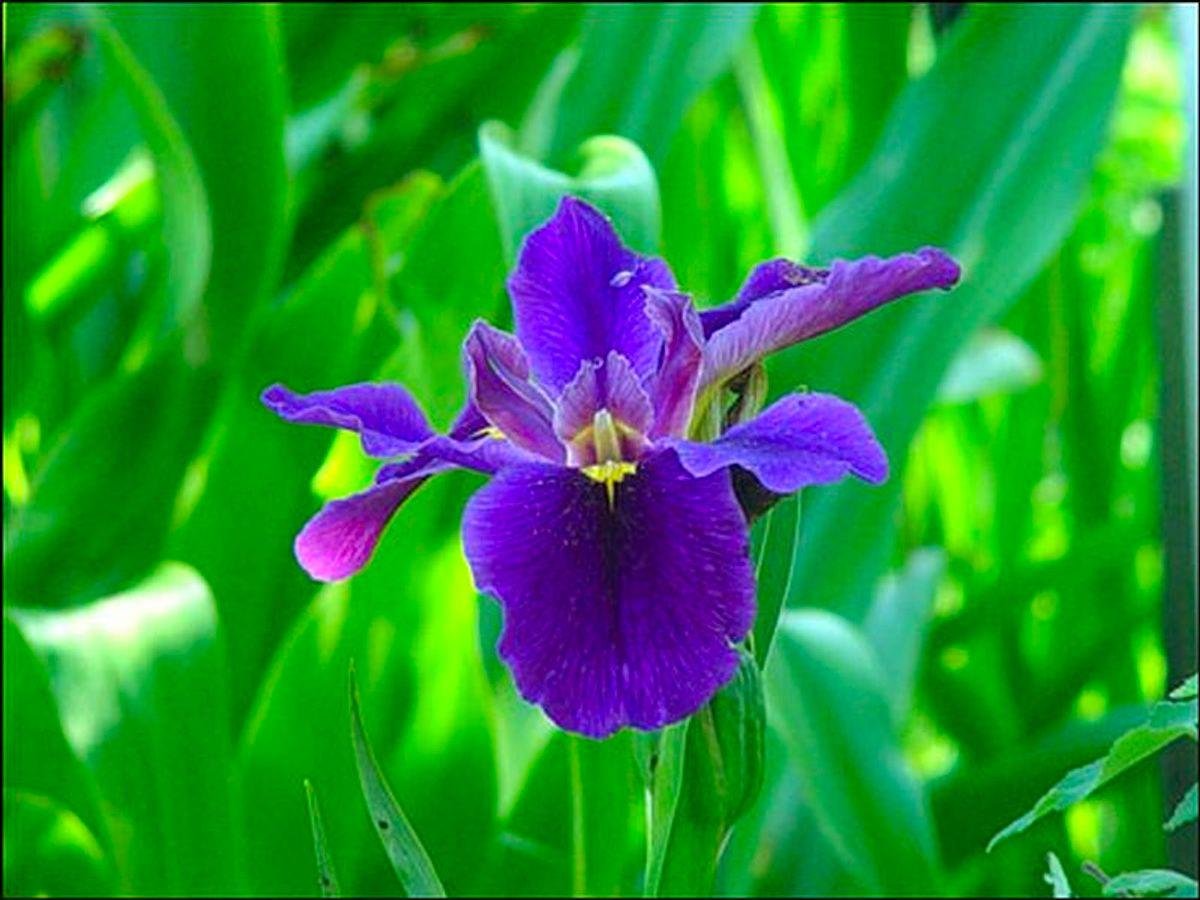 Iris Candida Cicekleri