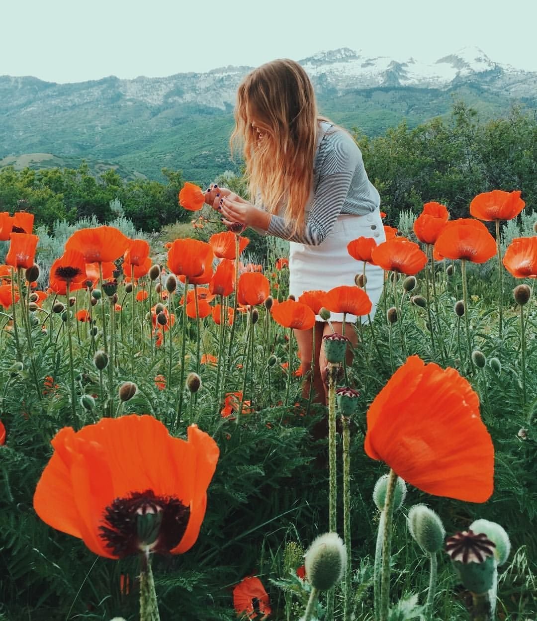 Poppy free Spirit