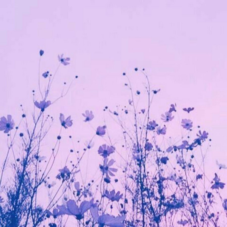 Светло лиловые цветы