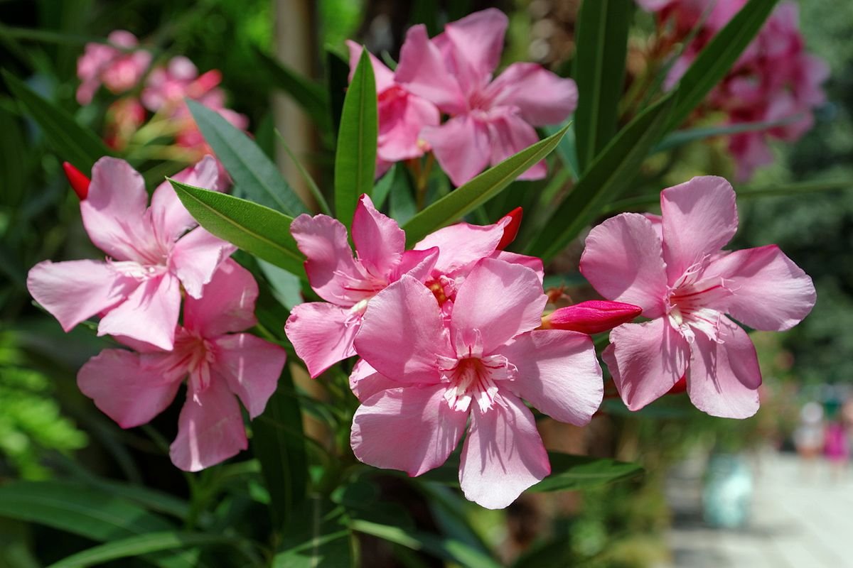 Олеандр (Nerium Oleander)