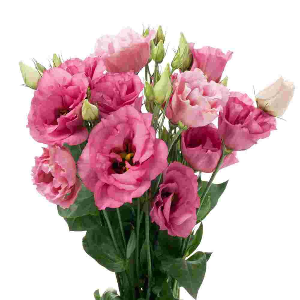 Эустома Rosita Rose Pink