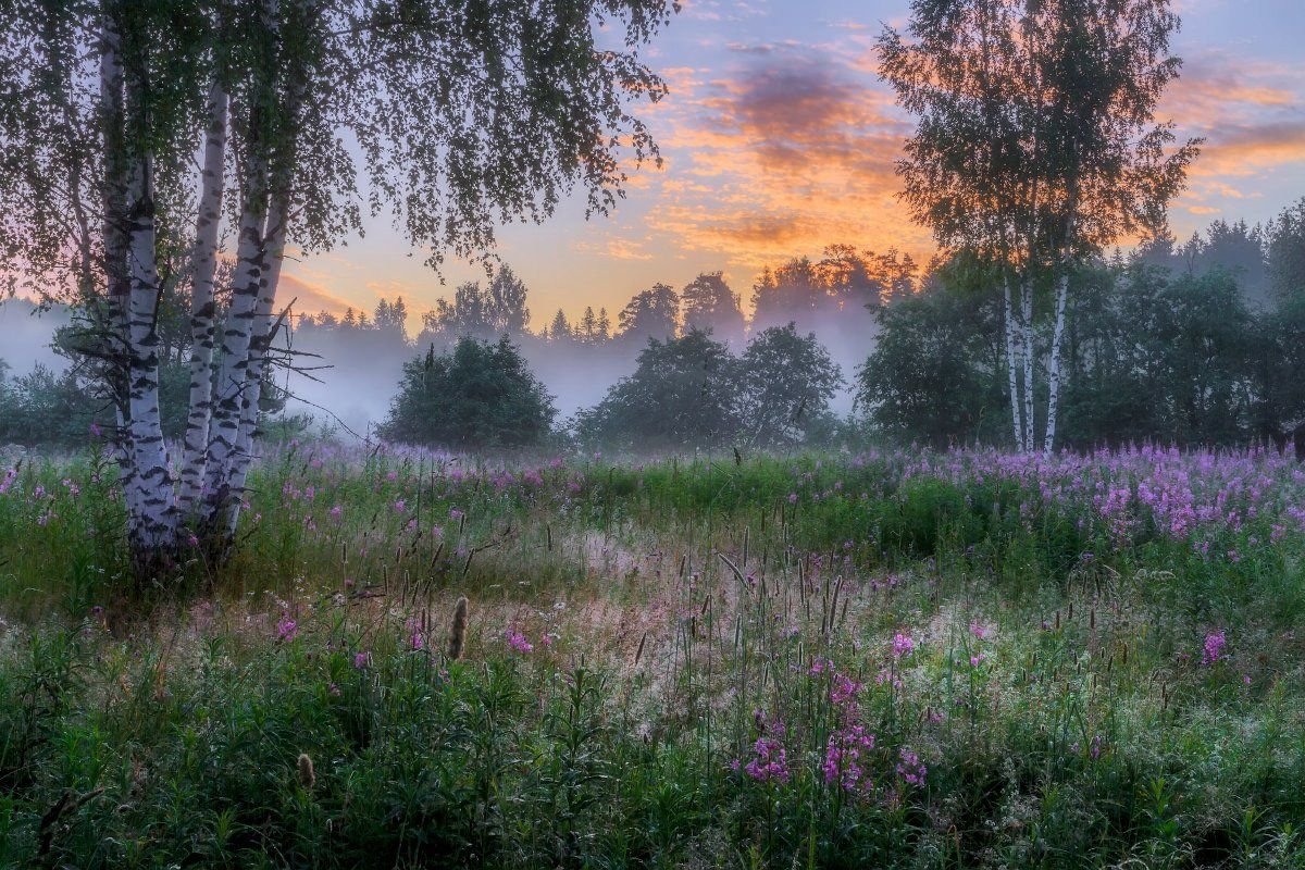 Летний рассвет в лесу