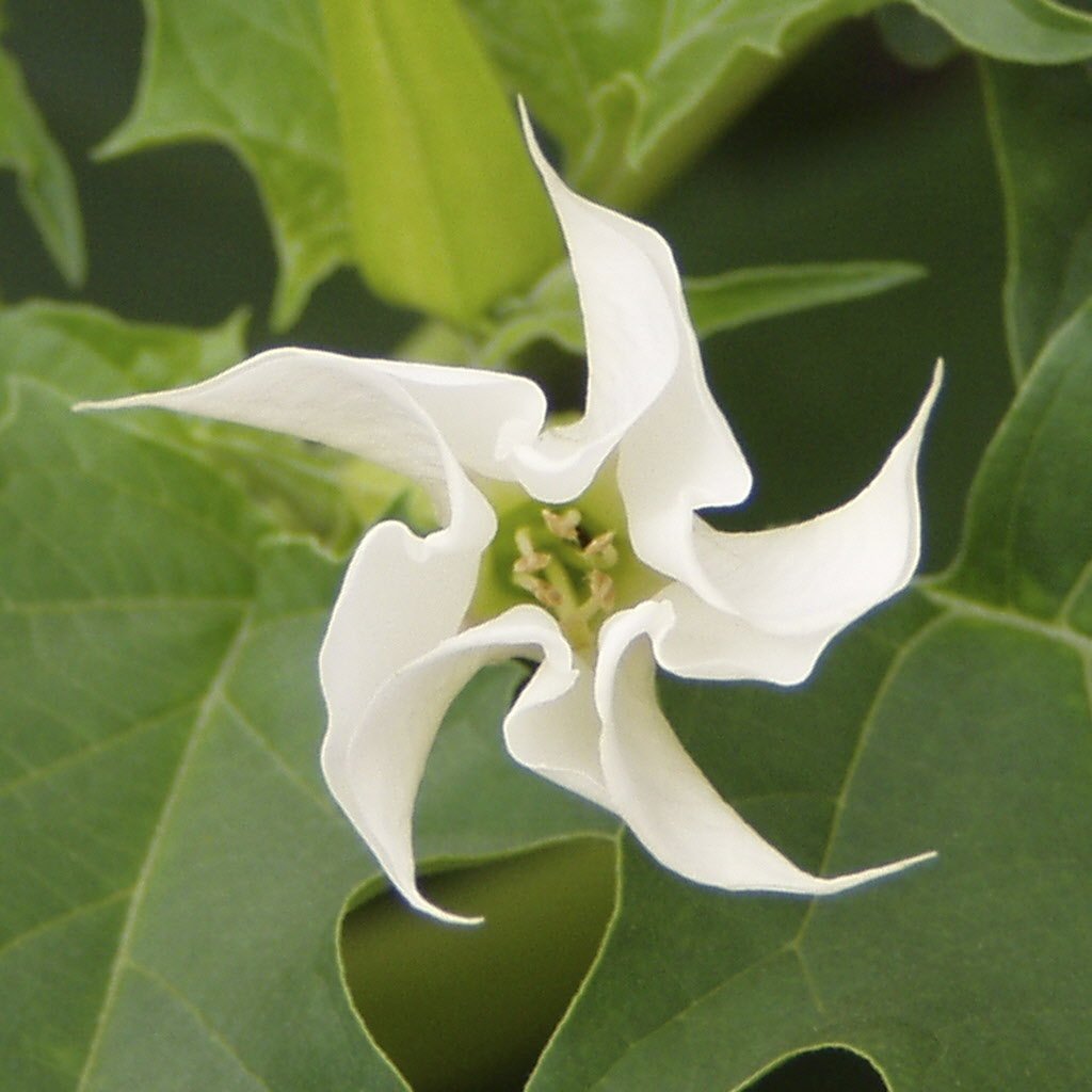 Ядовитое растение с белыми цветами