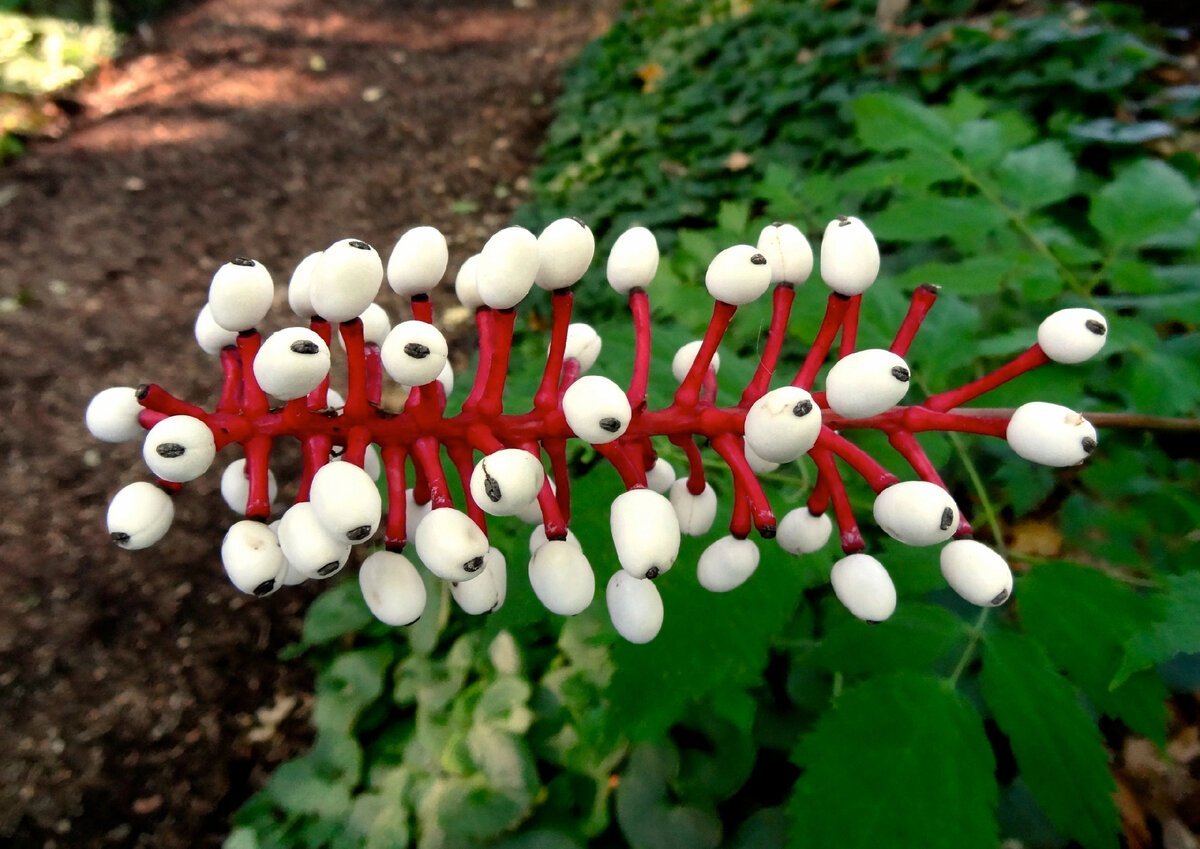 Actaea pachypoda