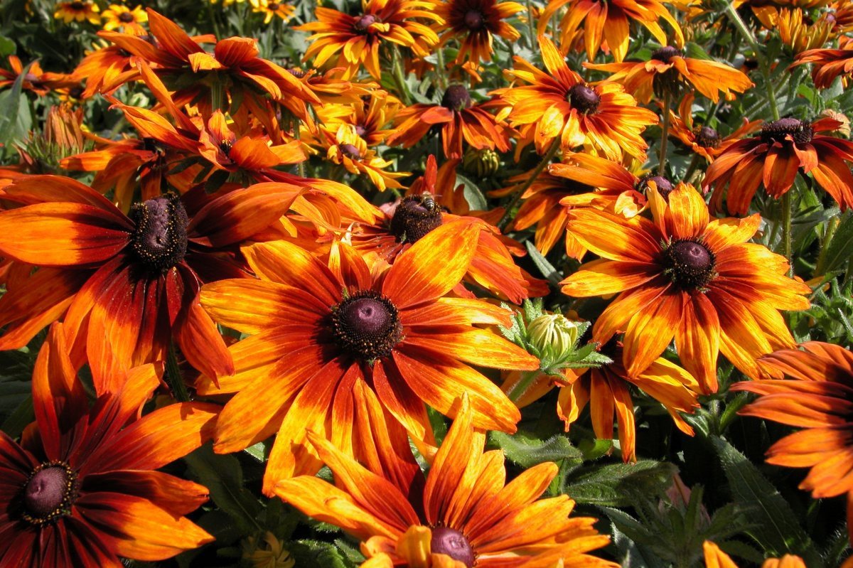 Рудбекия Summerina Orange