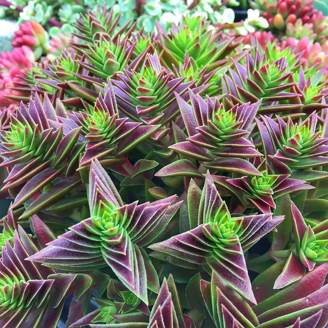 Крассула Crassula Мезембриантемум