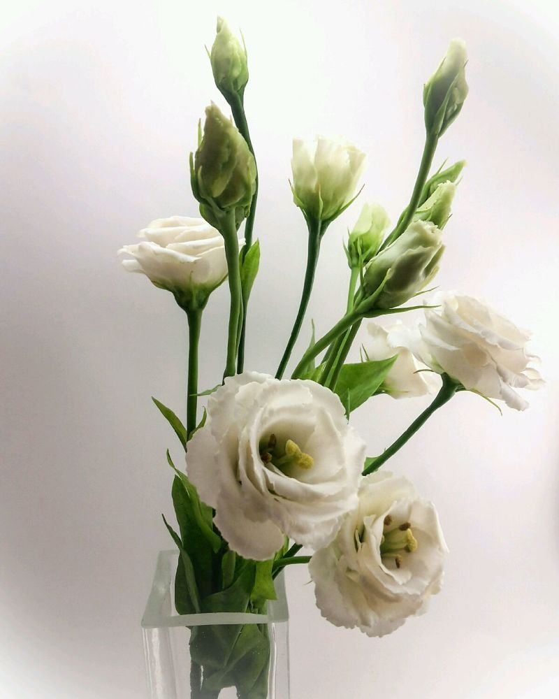 Эустома (Lisianthus)