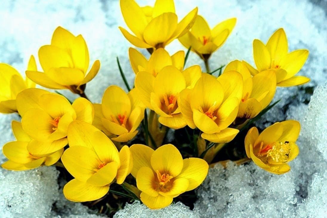 Желтые ранние весенние цветы