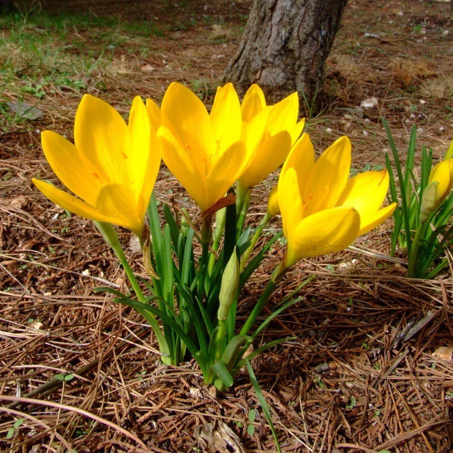 Штернбергия lutea