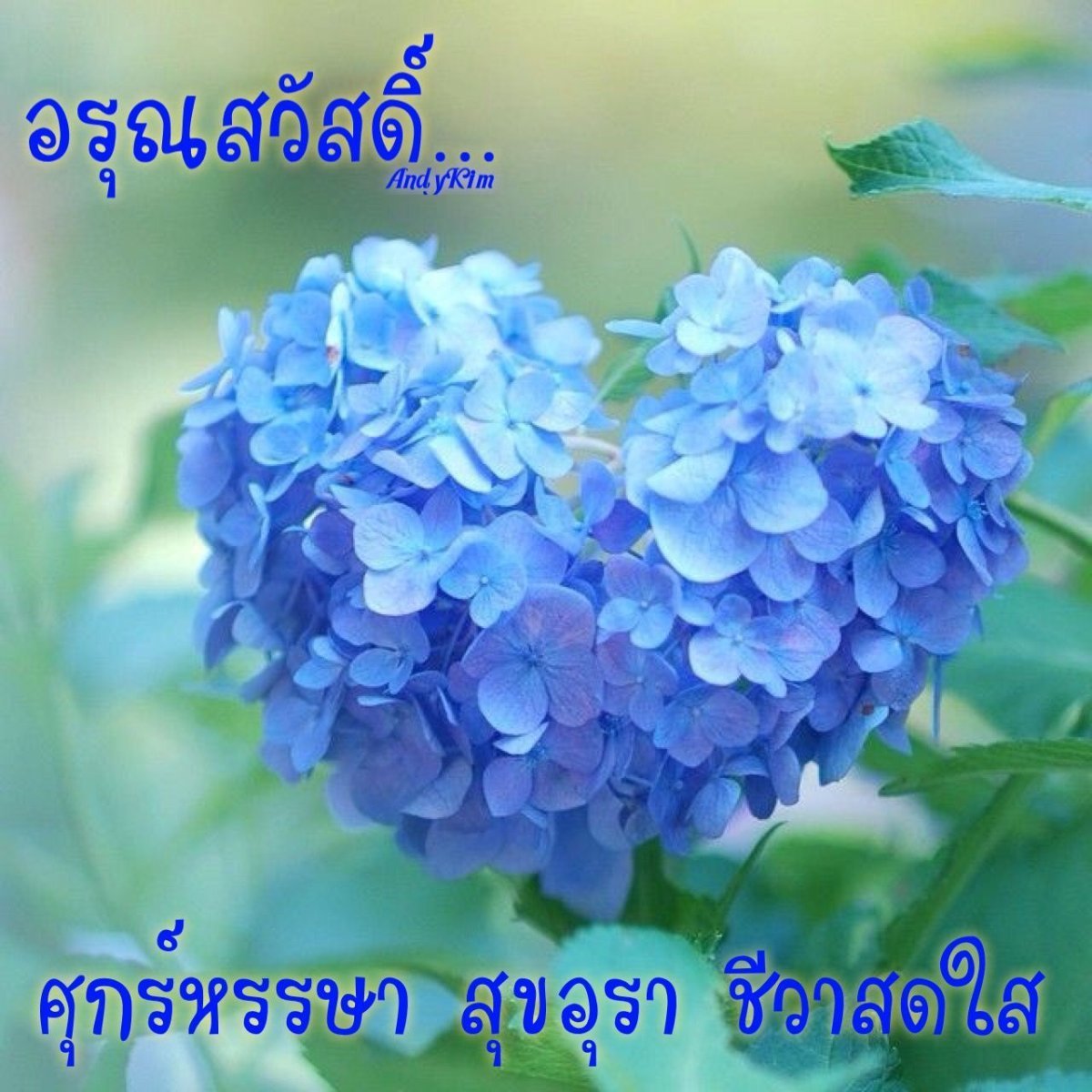 Нежная гортензия