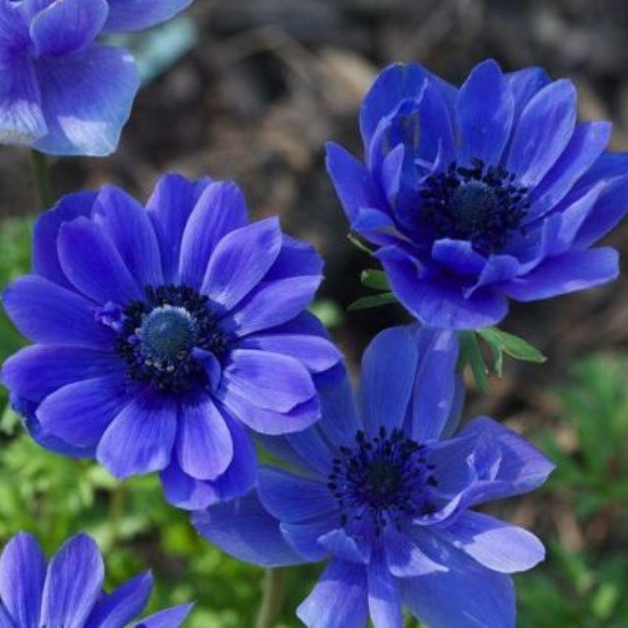 Садовые ранние синие цветы
