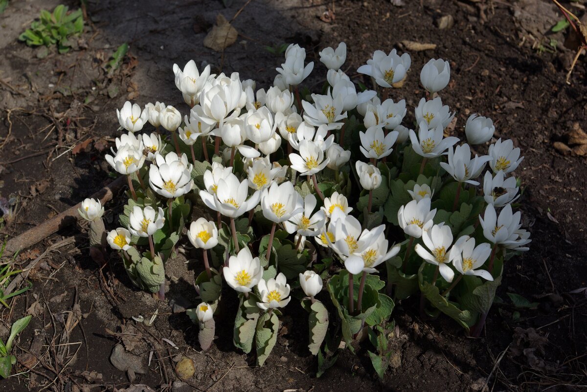 Сангвинария канадская Sanguinaria canadensis