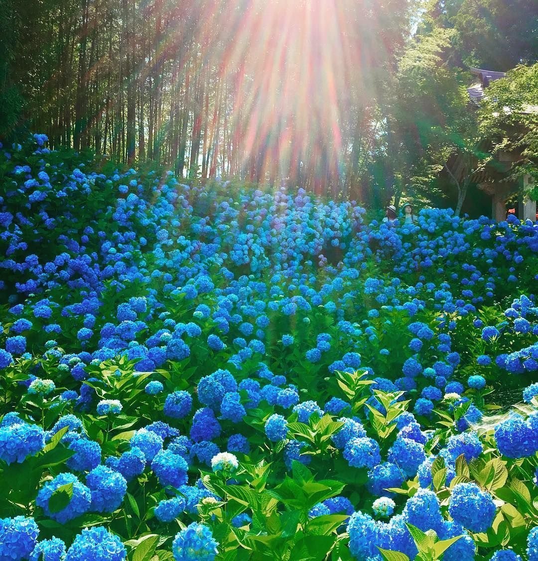 Синяя природа