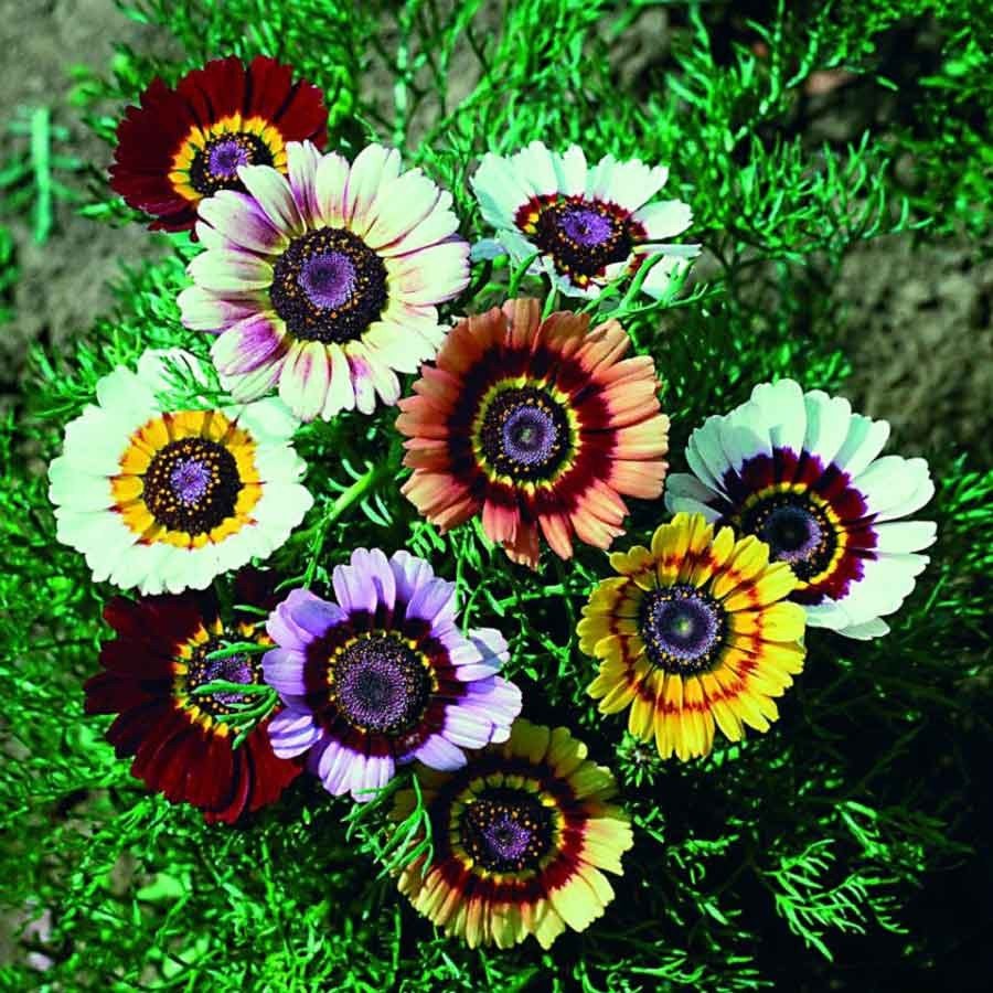 Хризантема килеватая (Chrysanthemum carinatum)