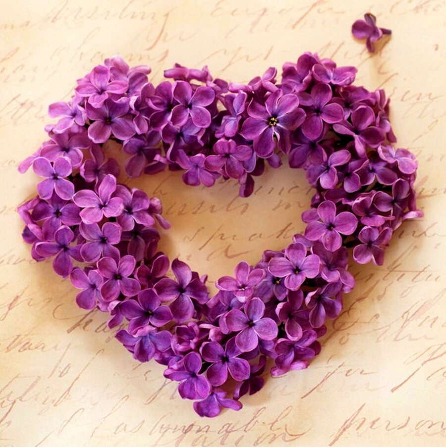 Сердце из сирени