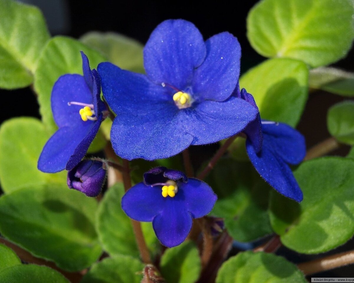 Синие фиалки цветы