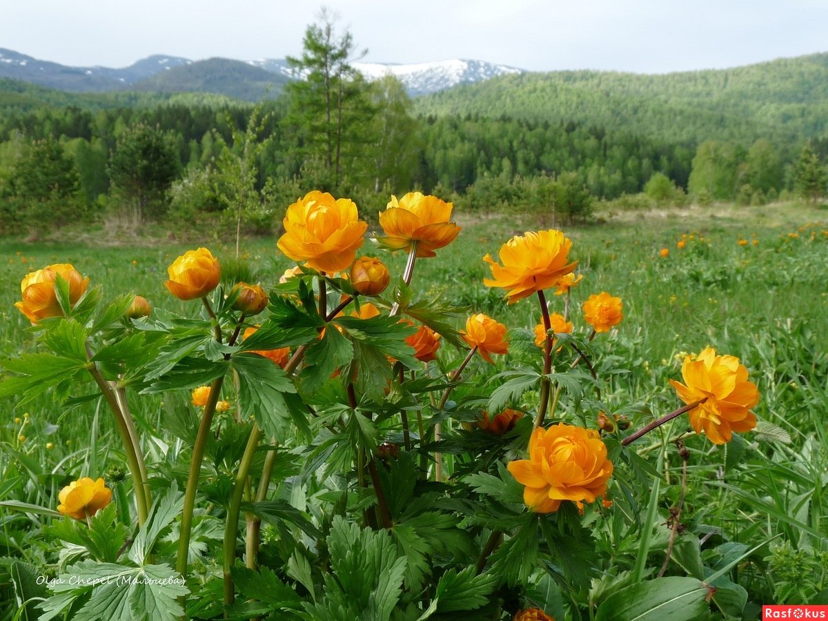 Купальницы горные