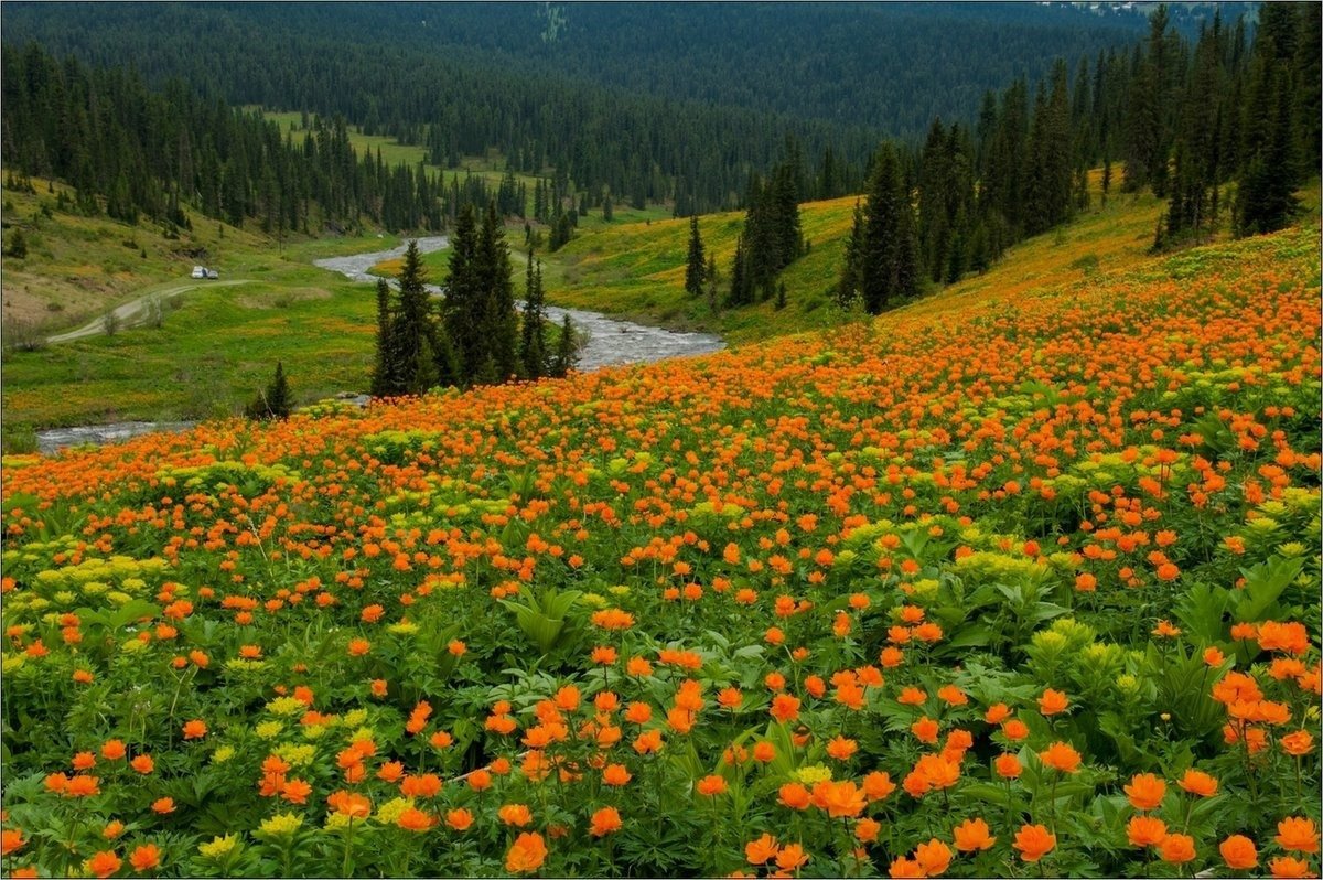 Купальница Горная Шория