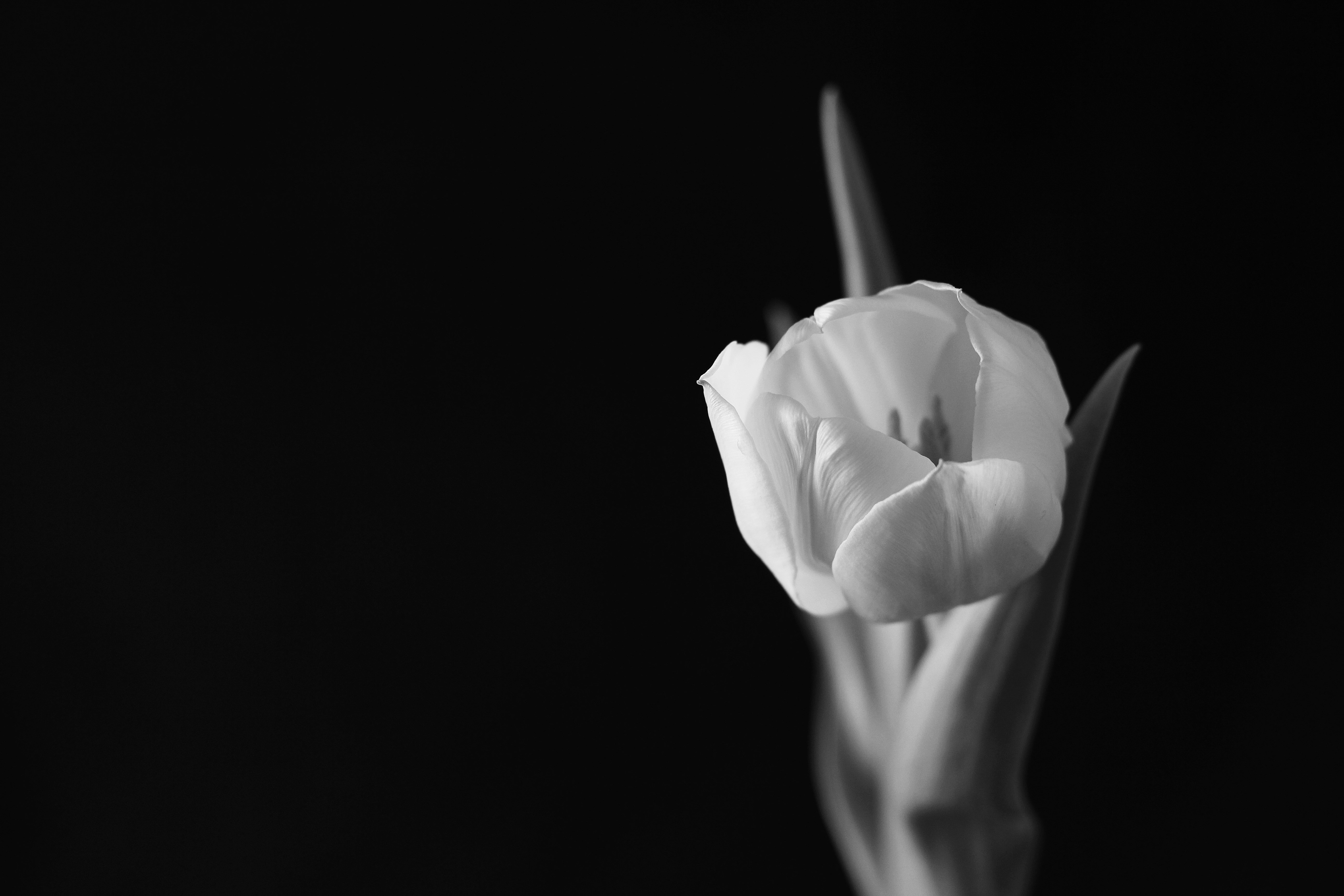 В черном тюльпане в стакане. Цветы на черном фоне. Тюльпаны на черном фоне. Белые цветы. Белые цветы на темном фоне.