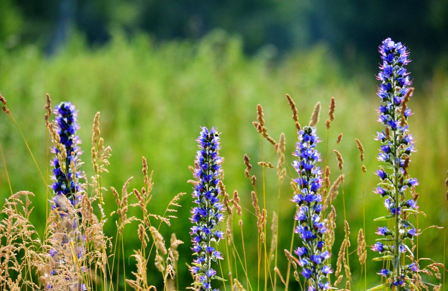 Синий цветок на лугу. Полева трава с синими цветочками. Синие колосовидные полевые цветы. Синие луговые цветы. Растение с синими цветами Полевое.