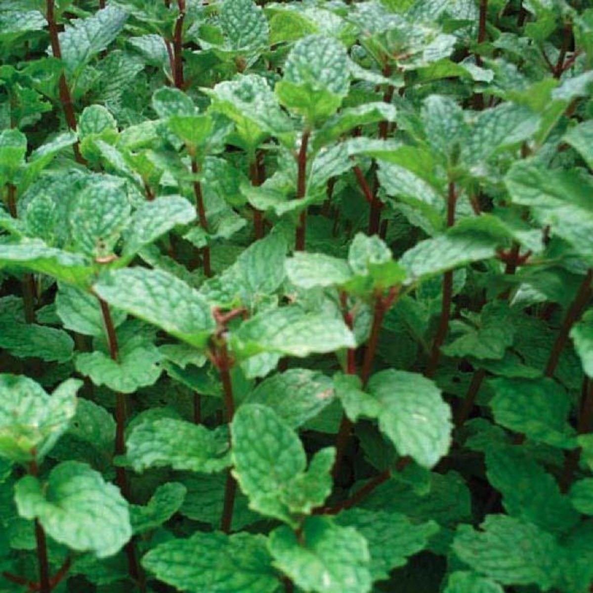 Mentha ×villosa 'Mojito'