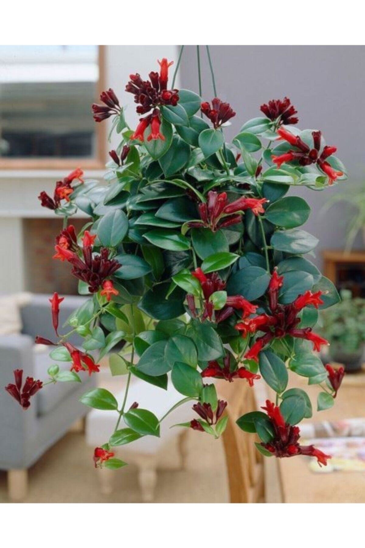 Эсхинантус великолепный (Aeschynanthus speciosus)