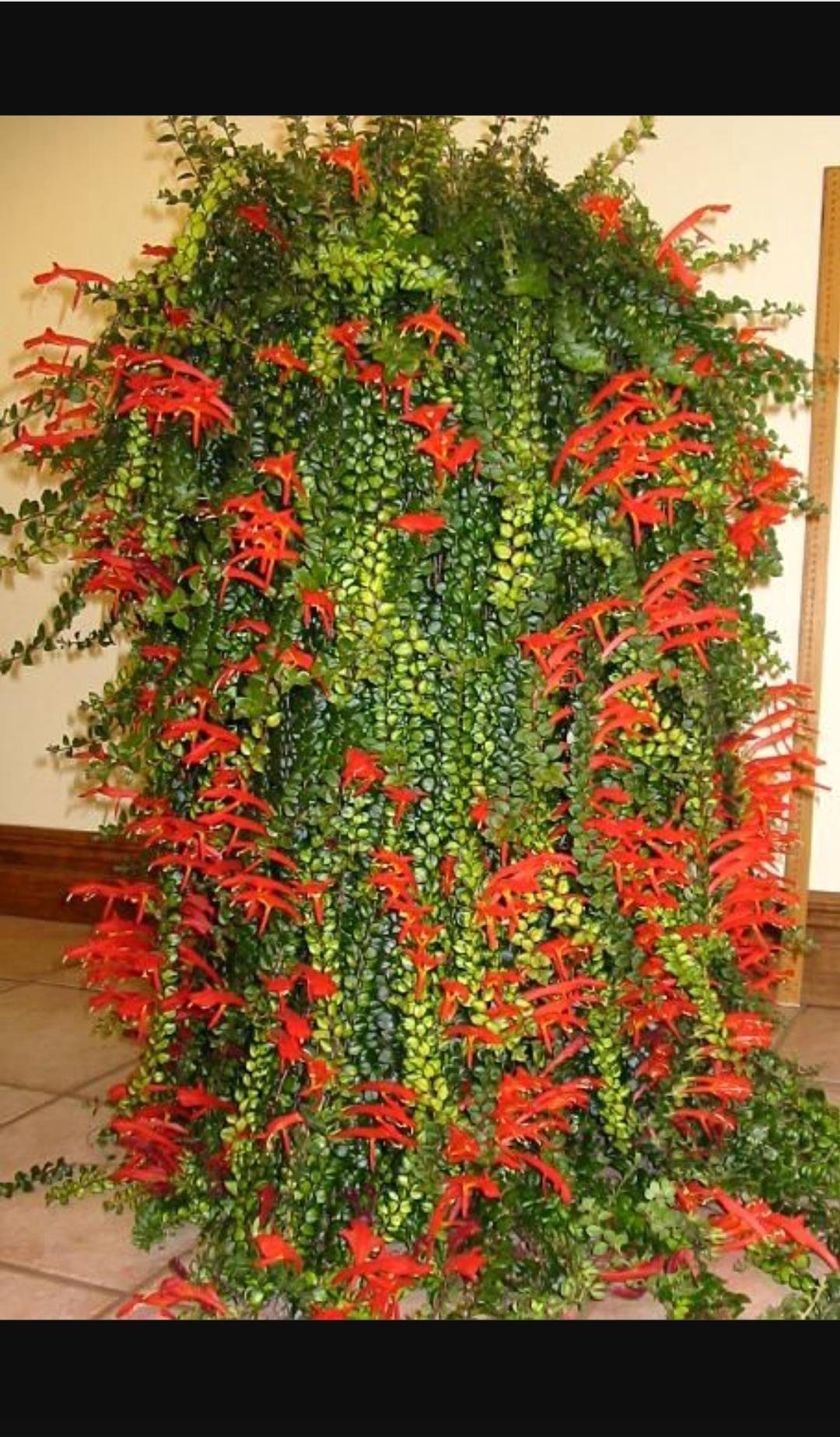 Колумнея ампельная