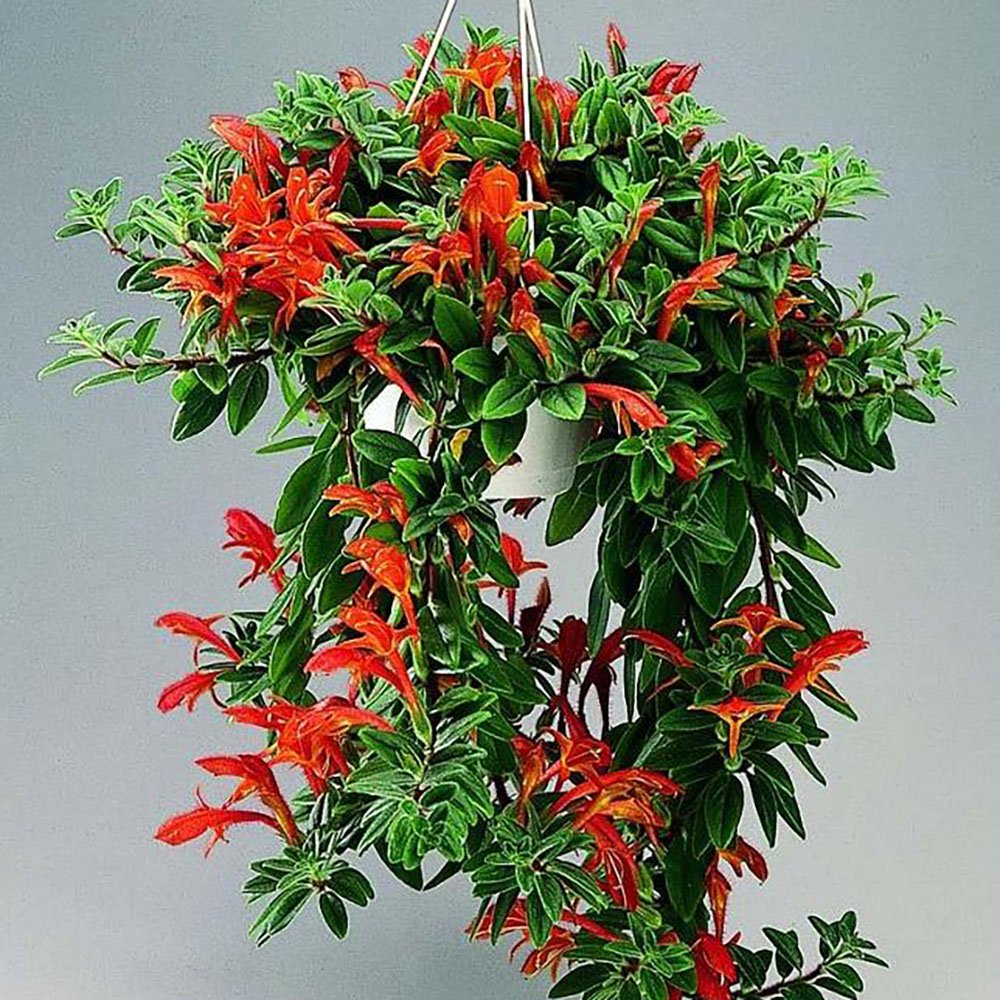 Колумнея Goldfish