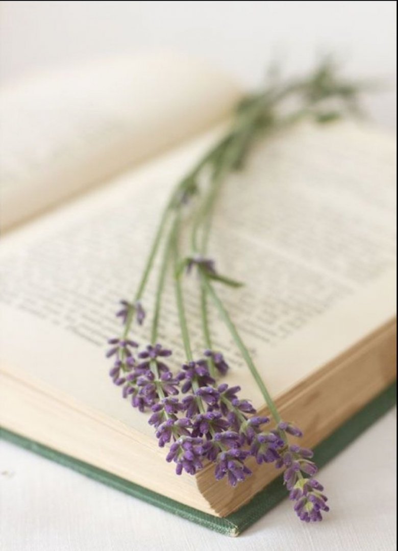 Лаванда засушенная в книге