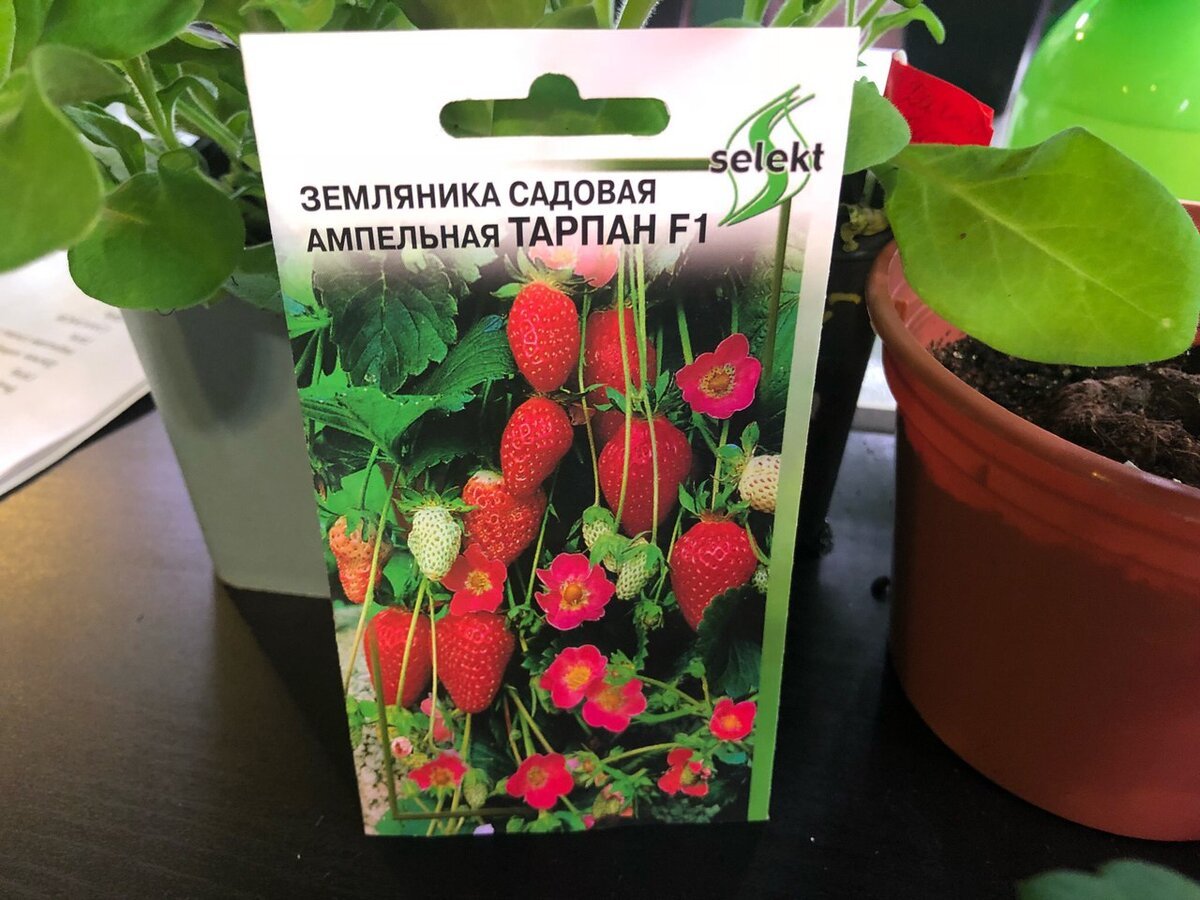 Земляника ремонтантная Тарпан