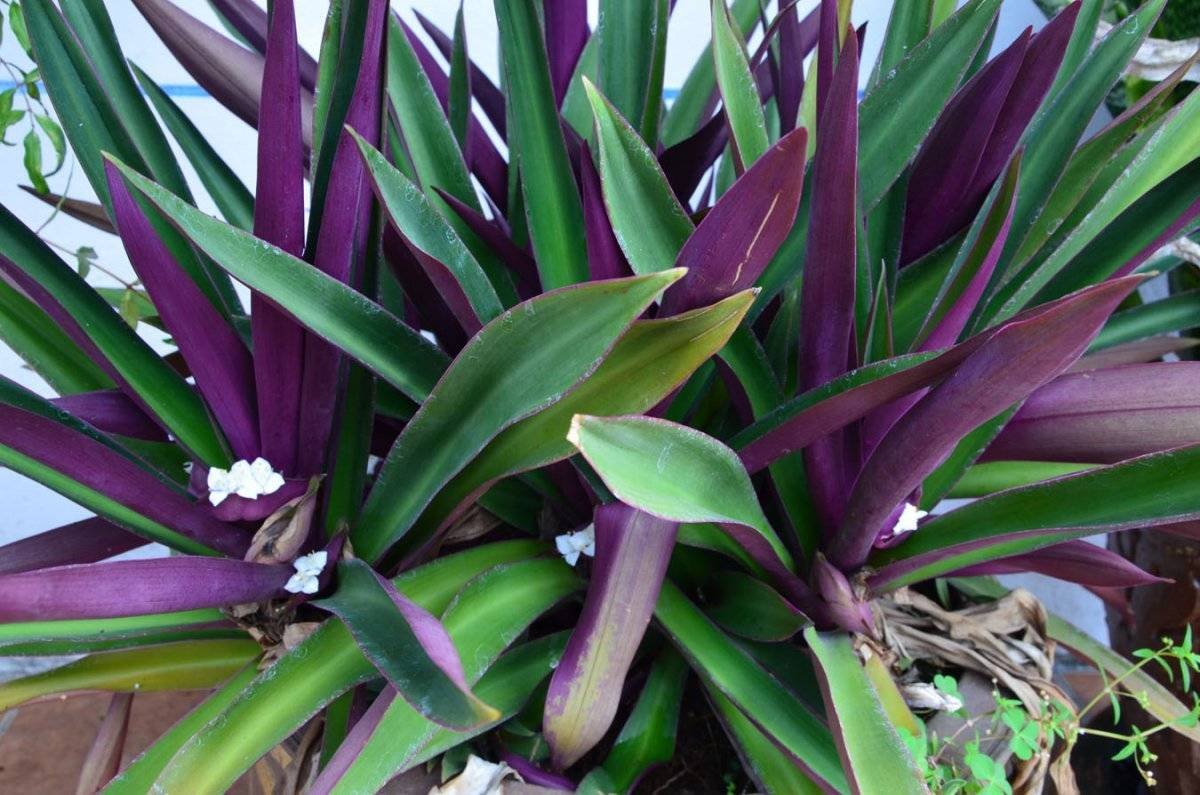 Комнатные цветы с зелено фиолетовыми листьями