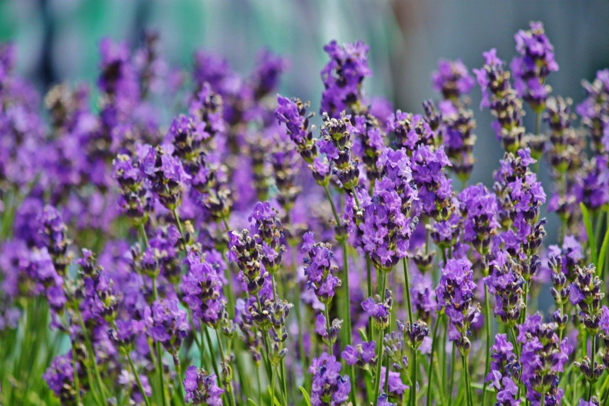 Лаванда (Lavandula)