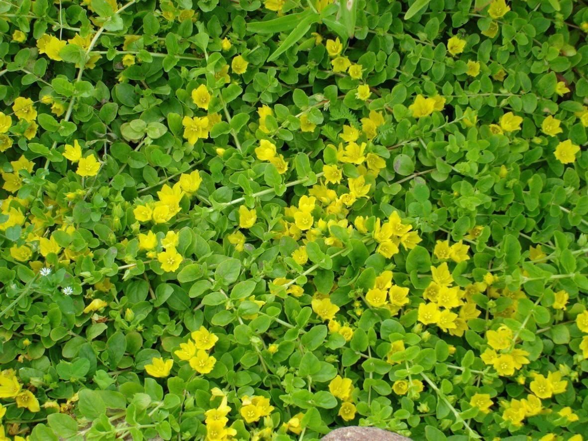 Вербейник монетчатый Goldilocks