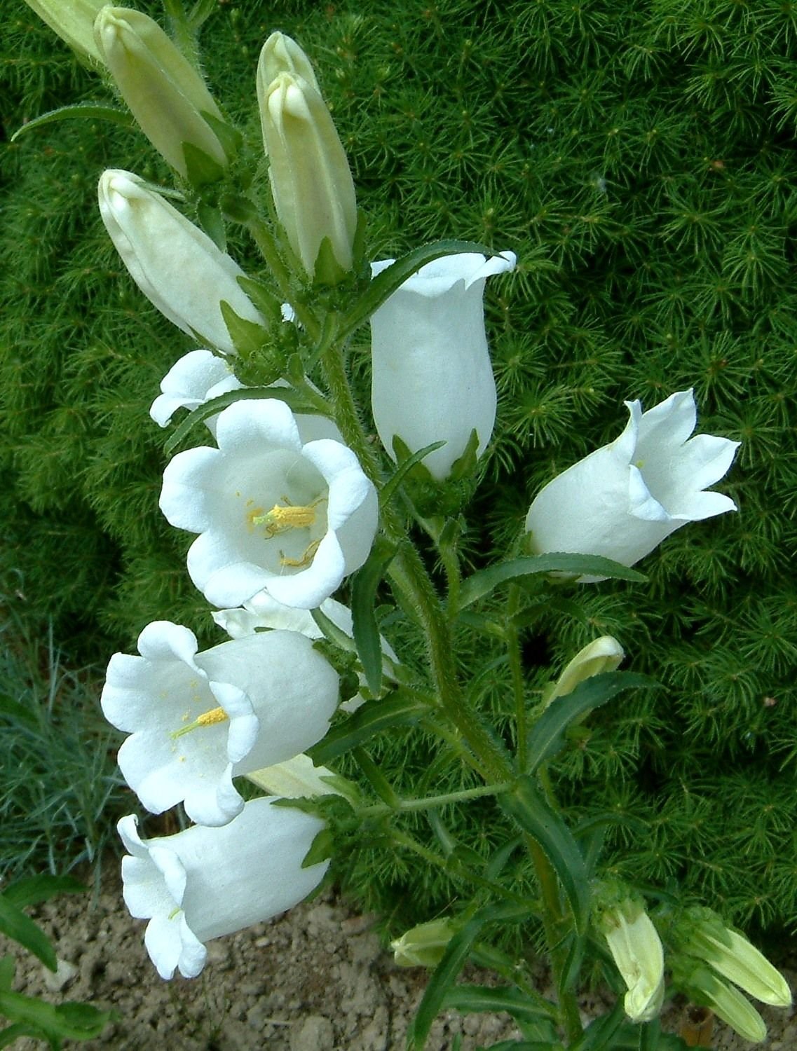 Колокольчик (Campanula la Belle c3)