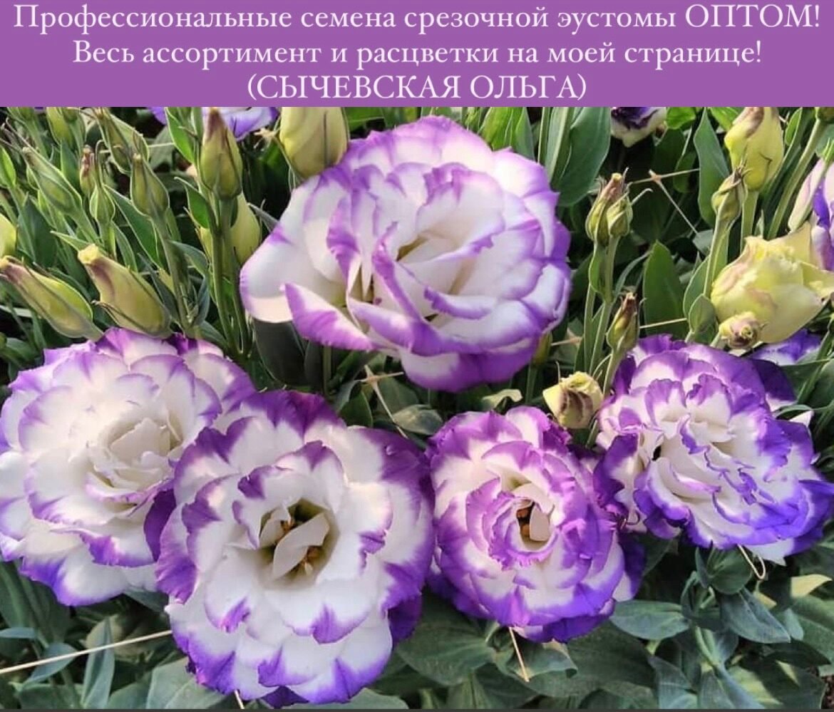 Цветы эустома посадка