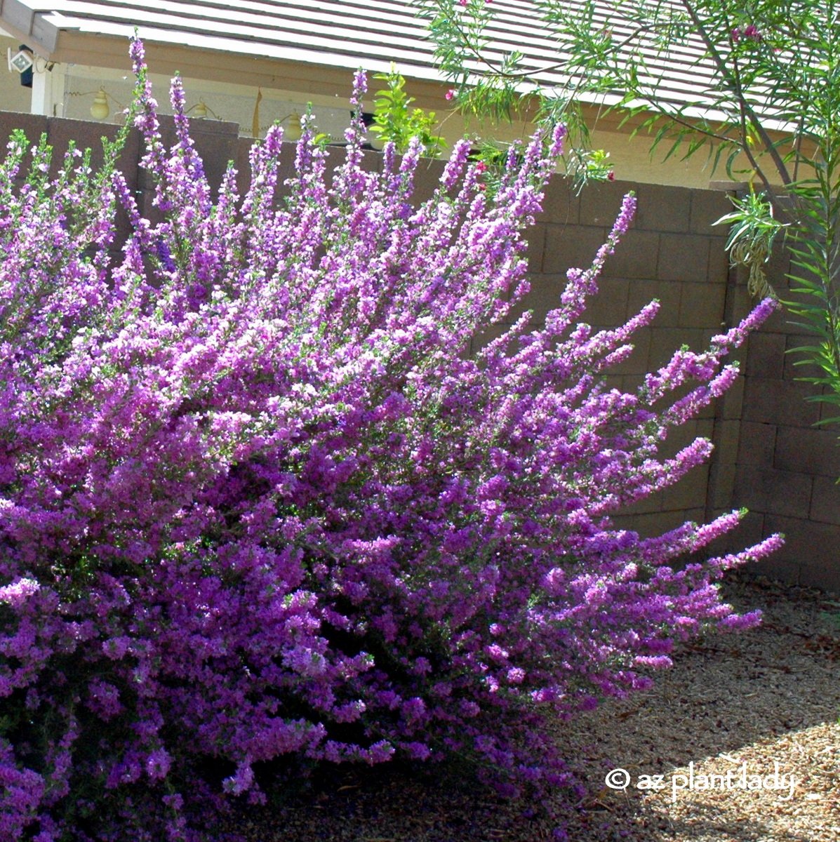 Leucophyllum langmaniae