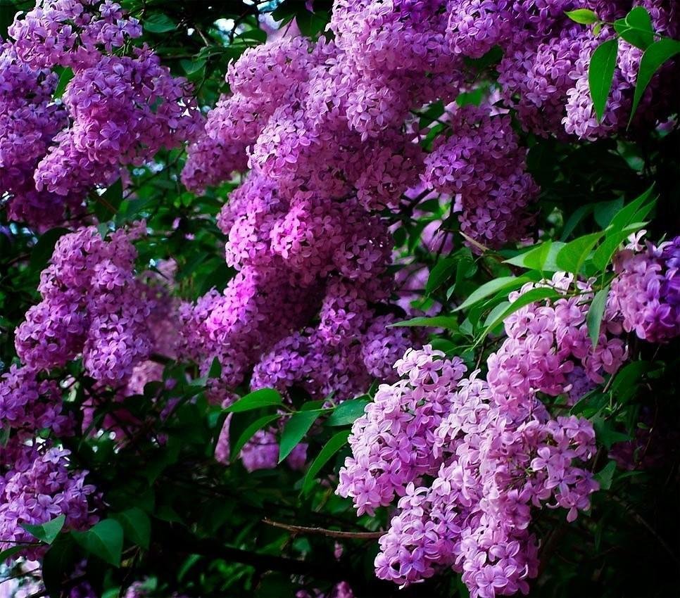Персидская сирень куст
