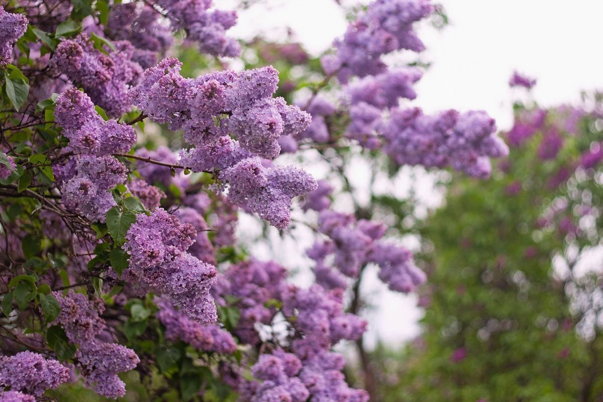 Японская сирень кустарник