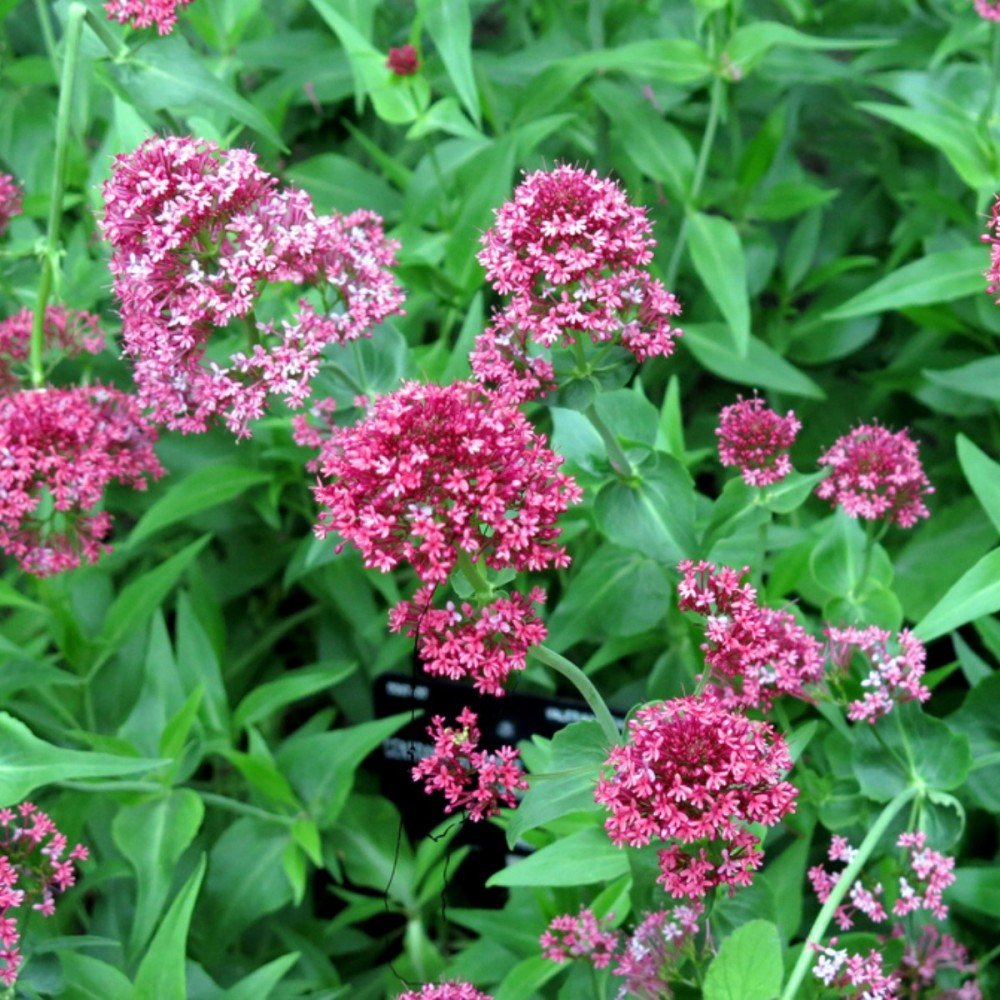 Кентрантус красный (Centranthus ruber)